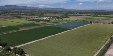 FDA travels to Mexico a month after linking Taylor Farms to cyclospora outbreak