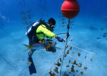 Scientists race to save Florida’s coral reef as El Niño heats the ocean
