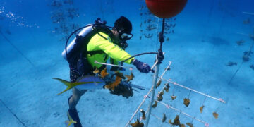 Scientists race to save Florida’s coral reef as El Niño heats the ocean