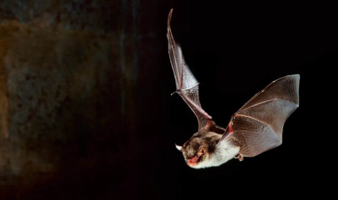 If You’ve Ever Felt Like EDM Could Use More Bat Echolocation, You’re Going to Want to Hear This Album