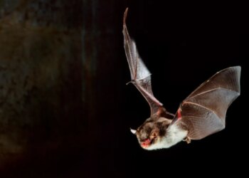 If You’ve Ever Felt Like EDM Could Use More Bat Echolocation, You’re Going to Want to Hear This Album