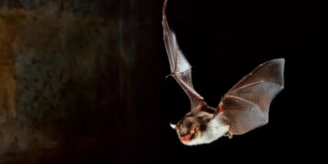If You’ve Ever Felt Like EDM Could Use More Bat Echolocation, You’re Going to Want to Hear This Album