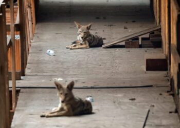 Coyotes overtake abandoned housing development, vexing neighbors