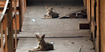 Coyotes overtake abandoned housing development, vexing neighbors