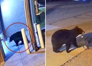 Sneaky black bear caught on camera stealing bag from Colorado fire station