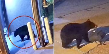 Sneaky black bear caught on camera stealing bag from Colorado fire station