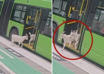 Two sneaky goats try to hitch a ride on public Portland bus during busy morning commute: video