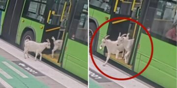 Two sneaky goats try to hitch a ride on public Portland bus during busy morning commute: video
