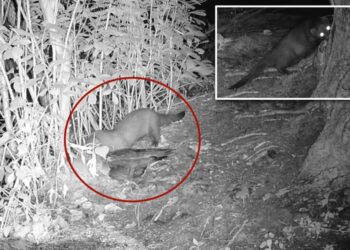 Rare American mink possibly spotted on Long Island for first time in 31 years