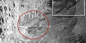 Rare American mink possibly spotted on Long Island for first time in 31 years