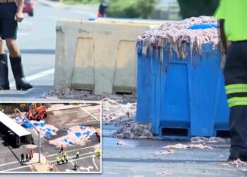20 tons of slimy squid spill on Rhode Island roadway — blanketing area in foul odor