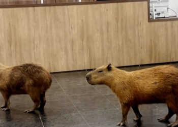 These Giant Rodents Lobbied a Brazilian Legislature