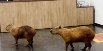 These Giant Rodents Lobbied a Brazilian Legislature