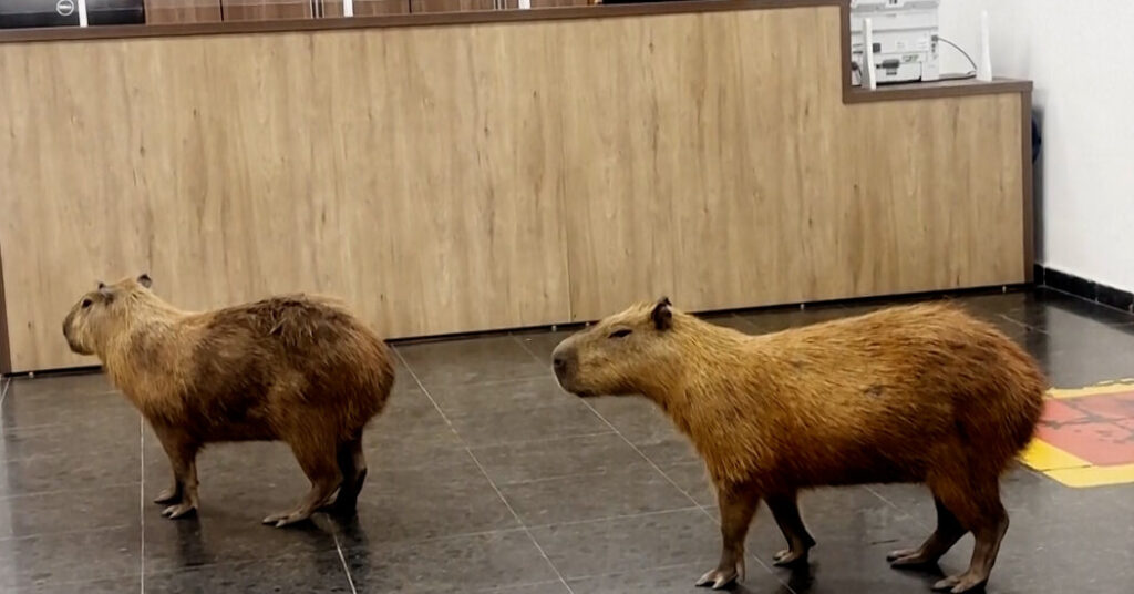 These Giant Rodents Lobbied a Brazilian Legislature
