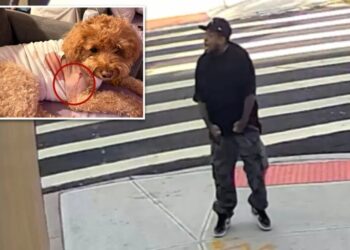 Maniac fires wildly on Brooklyn Street, shooting dog that miraculously survived