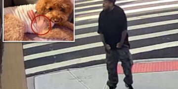 Maniac fires wildly on Brooklyn Street, shooting dog that miraculously survived
