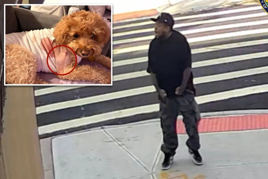 Maniac fires wildly on Brooklyn Street, shooting dog that miraculously survived