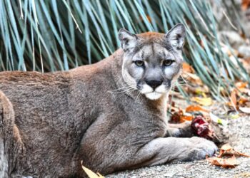 Cougars Lower the Risks of Car Crashes by Hunting Deer