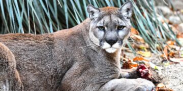 Cougars Lower the Risks of Car Crashes by Hunting Deer