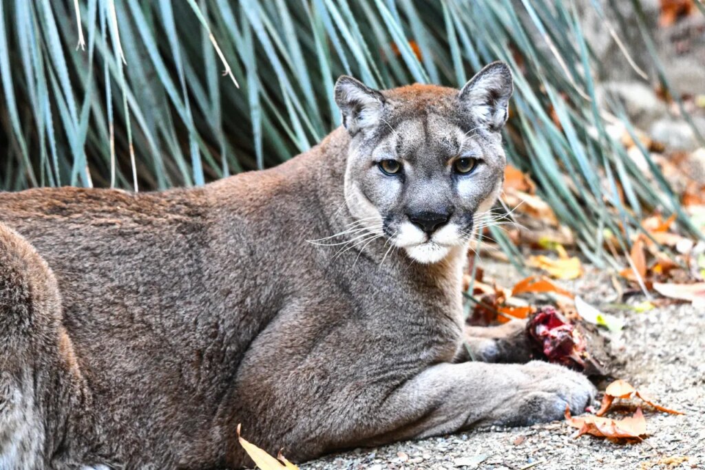 Cougars Lower the Risks of Car Crashes by Hunting Deer