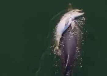 Dolphin Carries Dead Calf in What Experts Call Grieving