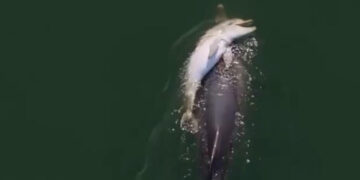 Dolphin Carries Dead Calf in What Experts Call Grieving