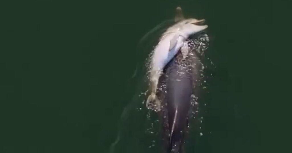 Dolphin Carries Dead Calf in What Experts Call Grieving