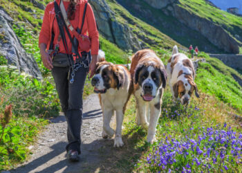 At the high-altitude birthplace of Saint Bernards, huge dogs are a big draw