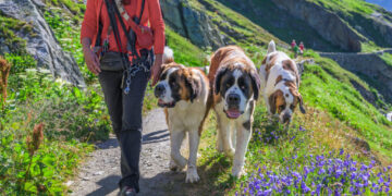 At the high-altitude birthplace of Saint Bernards, huge dogs are a big draw