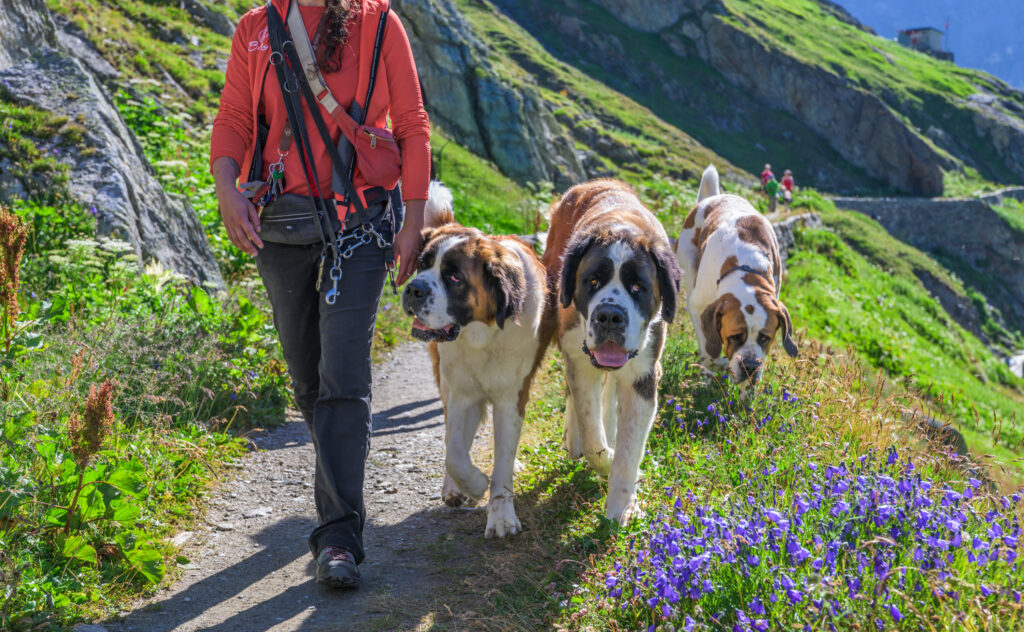 At the high-altitude birthplace of Saint Bernards, huge dogs are a big draw