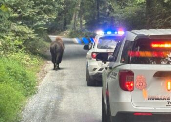 A bison ran free in a small town. Then came the effort to get it home.