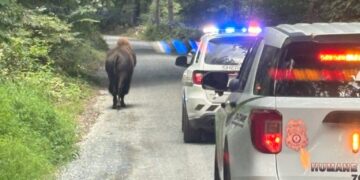A bison ran free in a small town. Then came the effort to get it home.