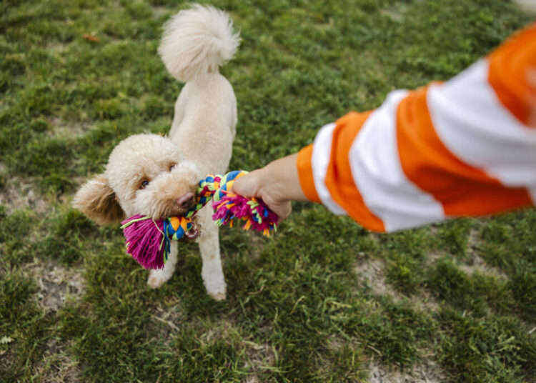 13 things pet owners should clean regularly to keep everyone healthy and happy