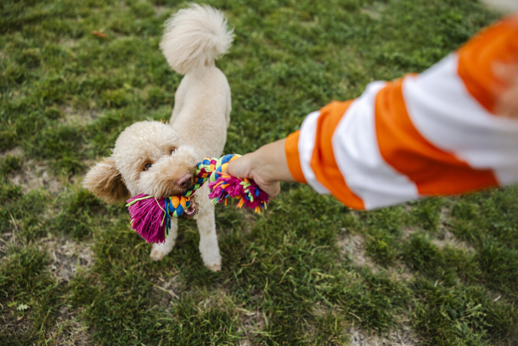 13 things pet owners should clean regularly to keep everyone healthy and happy