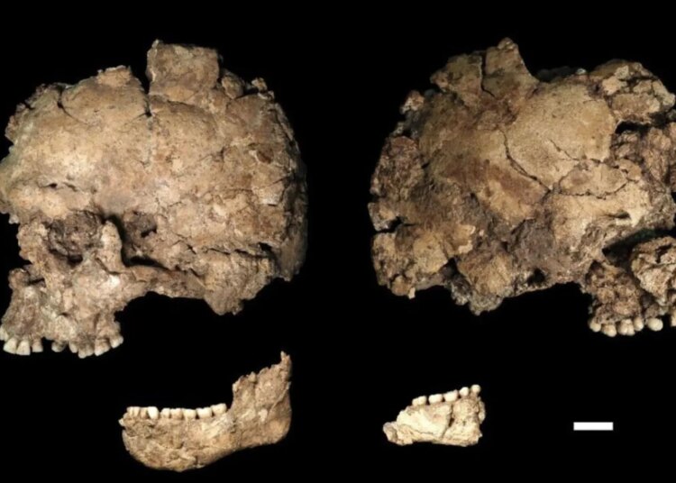 Flat-Headed Fossils Suggest Ancient Human Babies Were as Helpless as Ours