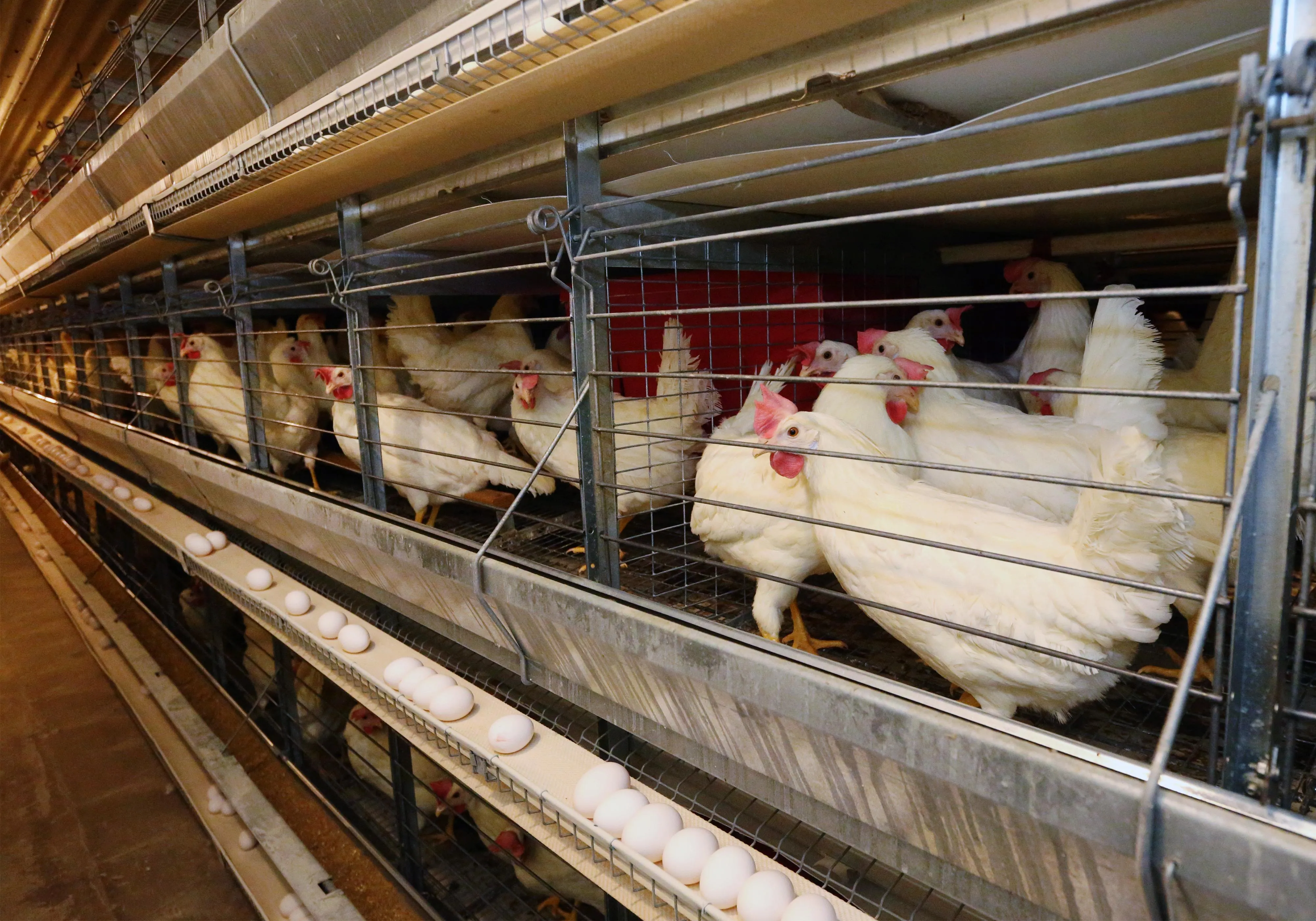 Rows of enriched colony cages on an industrial egg farm, with groups of white hens confined behind wire mesh and eggs collecting on conveyor belts below.