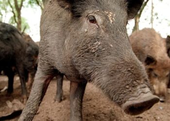 Feral hogs are running wild in 35 states and the Senate is debating whether to triple funding