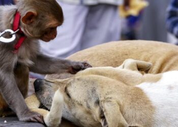 427 cases going back 50 years show monkeys keep pets, too — shedding a light on the origins of animal friendship