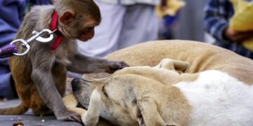 427 cases going back 50 years show monkeys keep pets, too — shedding a light on the origins of animal friendship