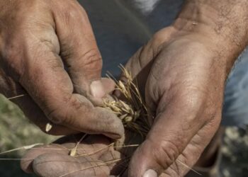 Four firms control more than half of the world’s seed supply. Italian farmers are fighting back and returning to the bartering system