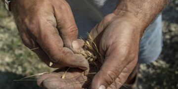 Four firms control more than half of the world’s seed supply. Italian farmers are fighting back and returning to the bartering system