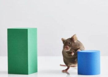 Alcoholic lab mice are helping scientists unlock which part of the brain makes us want to drink