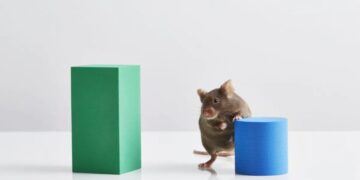 Alcoholic lab mice are helping scientists unlock which part of the brain makes us want to drink