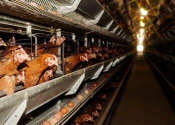 Cage-free eggs are likely worse for the climate. The answer isn’t to switch back to caged ones.