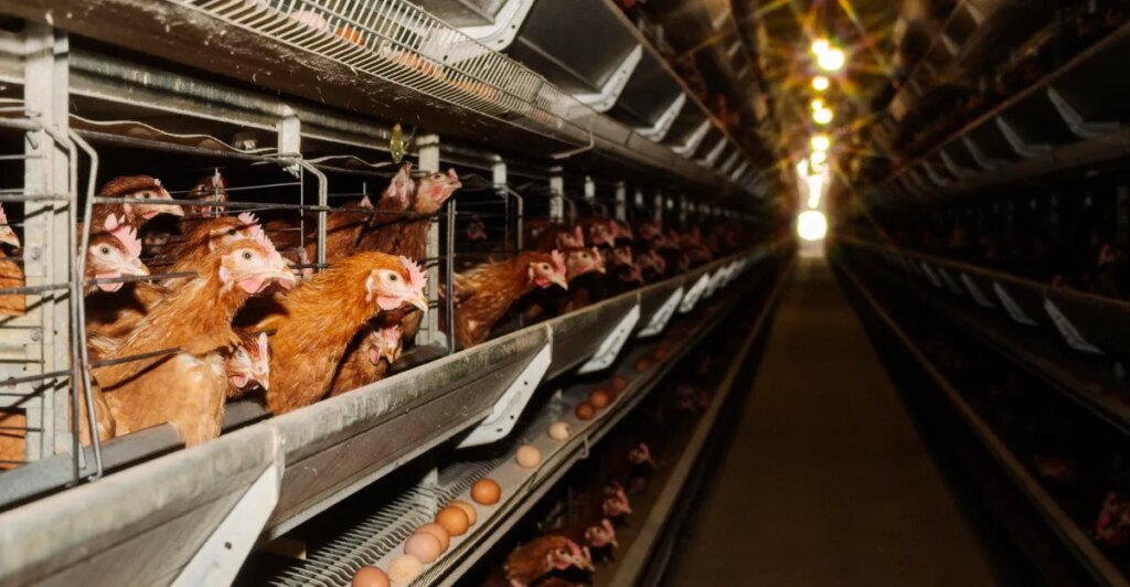 Cage-free eggs are likely worse for the climate. The answer isn’t to switch back to caged ones.