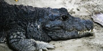 A fossil lost for 20 years just rewrote the map of dinosaur ancestry