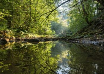 Earth’s forests took 100,000 years to recover from the last climate shock — this one is moving 10 times faster