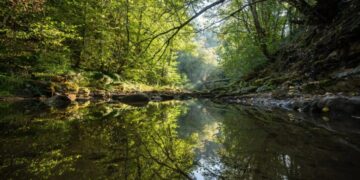 Earth’s forests took 100,000 years to recover from the last climate shock — this one is moving 10 times faster