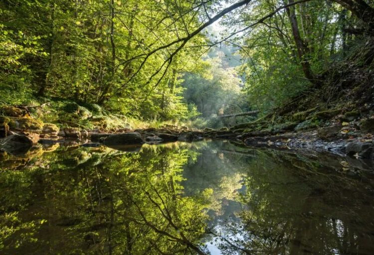 Earth’s forests took 100,000 years to recover from the last climate shock — this one is moving 10 times faster