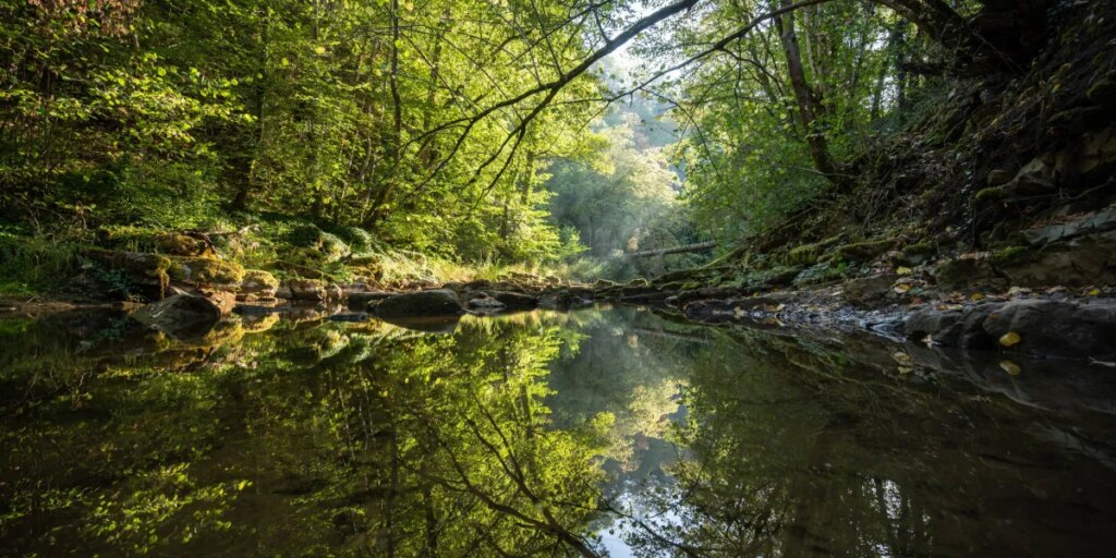 Earth’s forests took 100,000 years to recover from the last climate shock — this one is moving 10 times faster
